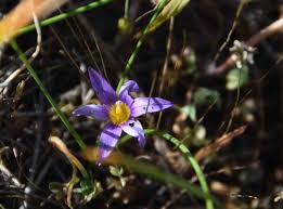 Image result for Romulea