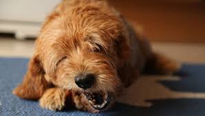 Why buy a labradoodle puppy for sale if you can adopt and save a life? How Long Do Labradoodle Puppies Teethe Plus Teething Toys