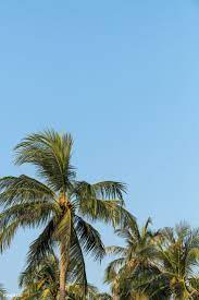 Coconut Palm Trees On Blue Sky Background Free Image By Rawpixel Com Jira Blue Sky Background Palm Tree Background Palm Tree Photography