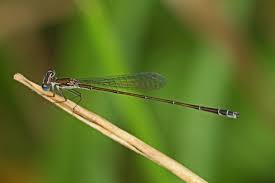 Image result for Spragueanella