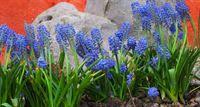 Im verträumten garten blühen viele blüten, blüten blühen. Geheimnisvoller Garten 01 Fruhlingserwachen Fernsehserien De