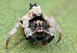 Image result for Poecilostachys