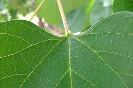 Image result for Gmelina