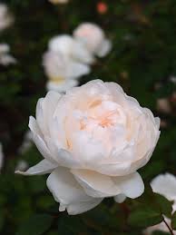 Check spelling or type a new query. Top 10 Most Beautiful White Roses