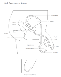 Tooth anatomy diagram unlabeled on tooth anatomy worksheets. Https Teachingsexualhealth Ca App Uploads Sites 4 Grade 7 Sexual Development Lesson 1 Pdf
