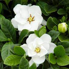 National Plant Network 2 5 Qt Gardenia Buttons Flowering Shrub With White Flowers Hd1101 The Home Depot In 2021 Fragrant Flowers Gardenia Plant White Flowering Shrubs