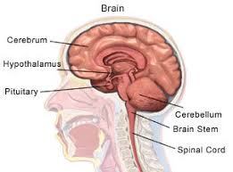 There are groups of muscles that move the: Magnetic Resonance Imaging Of The Head And Neck What You Need To Know