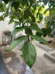 Image result for Centrolobium