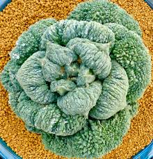 Image result for Raphionacme lanceolata