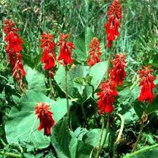 Image result for Erythrina zeyheri