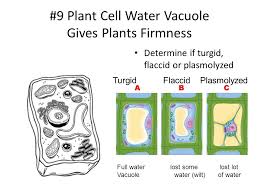 Bacteria cells are much smaller than plant and animal cells. Review To Chapter 4 Test Honors Biology 1 Microscopes View Living Organisms Under 1000 X Clm View Surface Of Dead Organisms 100 X 1 M X Sem Scanning Ppt Download