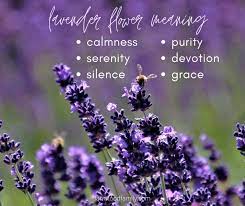 Purple flowers meaning in bible. Lavender Flower Colors Meaning And Symbolism Beautiful Versatile Herb