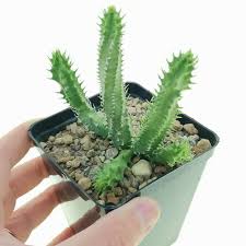 Image result for Tavaresia