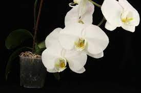 Orchid Flower Meaning Orchids Orchid Flower Flower Meanings