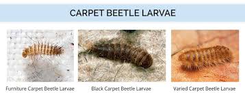 what do carpet beetles look like identify carpet beetles types of carpet beetle larvae