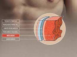 Infezioni virali, infezioni batteriche, infezioni micotiche, malattie autoimmuni o genericamente infiammatorie, malattia di chagas (tripanosomiasi americana). Che Cos E La Miocardite E Come Si Cura Corriere It