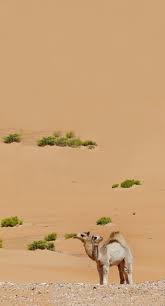 Desert Of Rub Al Khali Liwa Oman Rub Al Khali Deserts Of The World Deserts