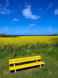 Transfer money from your card to your account. Fruhlingslandschaft Mit Bluhenden Rapsfeld Gelb Bank Und Das Meer Lizenzfreie Fotos Bilder Und Stock Fotografie Image 39954298