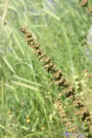 Image result for Rumex nepalensis