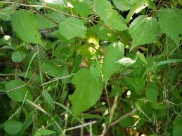 Image result for Triumfetta annua