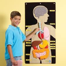 Not included in the anatomy for kids file, but available online are the following items we use in the lesson plans Human Body Learning Activity Center Educational Insights Educational Toys For Kids Learning Activities