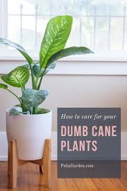 Dumb Cane Plant Care Guide How To Care For Dumb Cane Polia Garden Modern Design In 2020 Dumb Cane Plant Plants Plant Care