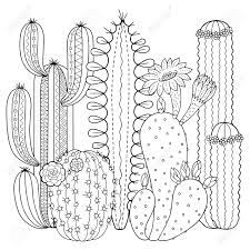 Download this free vector about black and white cactus collection, and discover more than 12 million professional graphic resources on freepik. Vector Coloring Book For Adult Cacti And Succulents With Spines Royalty Free Cliparts Vectors And Stock Illustration Image 143285240