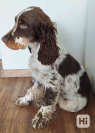 Image result for anglický špringršpaněl