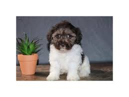 Schnoodle puppy prices vary based on the puppy's generation, their coat characteristics, how many puppies are available, and how valuable the parents are to the breeder. Schnoodle Dog Female Chocolate White 2396717 Petland Carriage Place