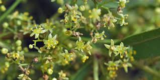 Image result for Searsia leptodictya