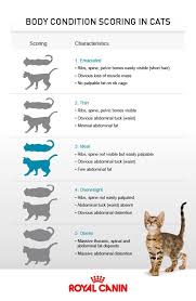 Healthy pets animal hospital and rehabilitation center. Pin By Acadia Vet Clinic And Pet Reha On Pet Health Resources Pet Vet Cat Health Cat Behavior