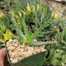 Image result for Aloe arborescens