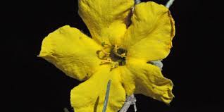 Image result for Rhigozum brevispinosum