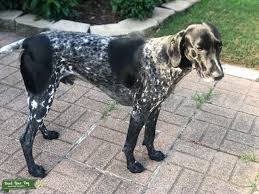 They are very adaptable to their surroundings and can easily fit themselves in all climates. Stud Dog Akc Registered Black White Gsp Stud Breed Your Dog