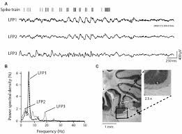 Captain tsubasa anime episode date de sortie détails 2018. Frontiers Cerebellar Cortex 4 12 Hz Oscillations And Unit Phase Relation In The Awake Rat Frontiers In Systems Neuroscience