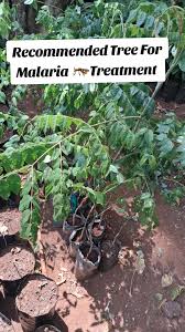 Image result for Garcinia volkensii