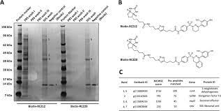 Biotin Streptavidin Affinity Pulldown Assay Of Rcz12 20 With Whole Cell Download Scientific Diagram