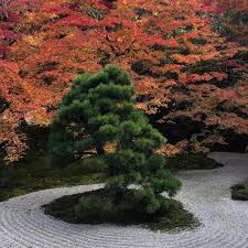 Kyoto Temple Zen Garden Zengarden Japan Japanese Garden Design Small Japanese Garden Garden Waterfall