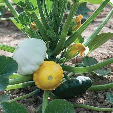Maybe you would like to learn more about one of these? Squash Patty Pans Scallop Mixed Summer Seeds Thompson Morgan