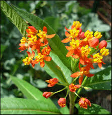 Tropical Milkweed Asclepias Curassavica Other Common Names For This Plant Include Scarlet Milkweed Mexic Butterfly Garden Plants Milkweed Plant Asclepias