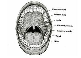 We did not find results for: Fungsi Mulut Manusia Pengertian Fungsi Bagian Gangguan