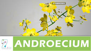 Image result for Andropterum