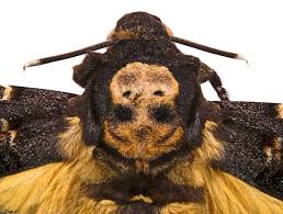 پروانه‌ی کله مُرده (Acherontia atropos) 1
