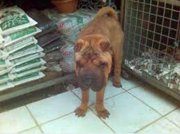 Petshop Gerceginde Yaptiklarimiz Kutuphane Haytap Haytap Hayvan Haklari Federasyonu