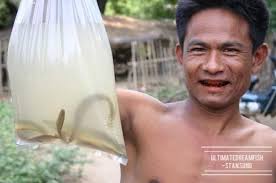 Water bed bugs in Myanmar: edible or medicinal?