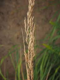 Image result for Agrostis