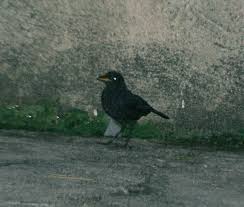 Memelihara murai batu memang gampang gampang susah, namun bagi penghobi maniak rasanya susahnya tidak terasa yang ada hanya senang. Burung Murai Tiong Batu Wikipedia Bahasa Melayu Ensiklopedia Bebas