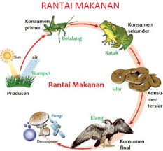 8 adapun alur dari rantai makanan detritus dapat dilihat pada gambar berikut : Gambar Rantai Makanan Dan Proses Makan Dimakan Dalam Ekosistem Kumparan Com