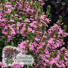 Whirlwind Pink Scaevola Garden Crossings Annual Plants Easy Landscaping Diy Plant Structure