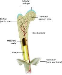 Anatomy of a long bone anna s anatomy websit. 1 Bone Envelopes On The Macroscopic Level Long Bones Are Composed Of Download Scientific Diagram